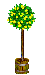 lemon tree